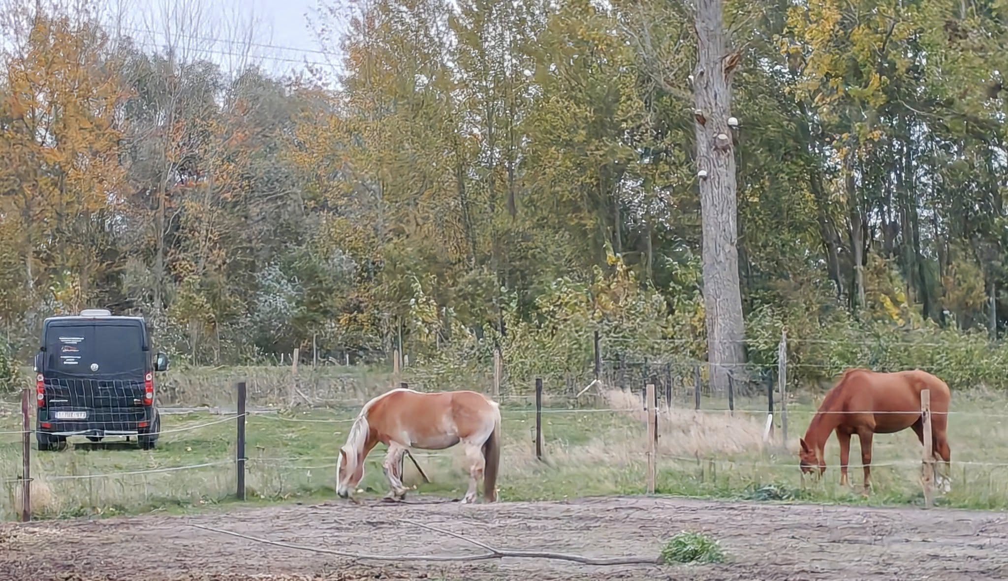 Paard in training buiten